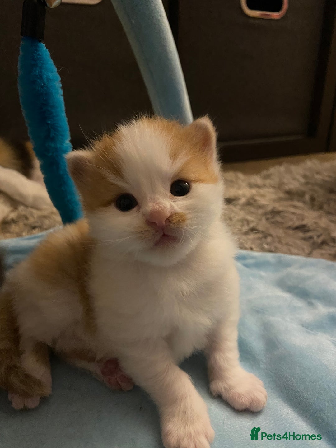 American Shorthair cats for sale: 4 amazingly beautiful kittens - Advert 15