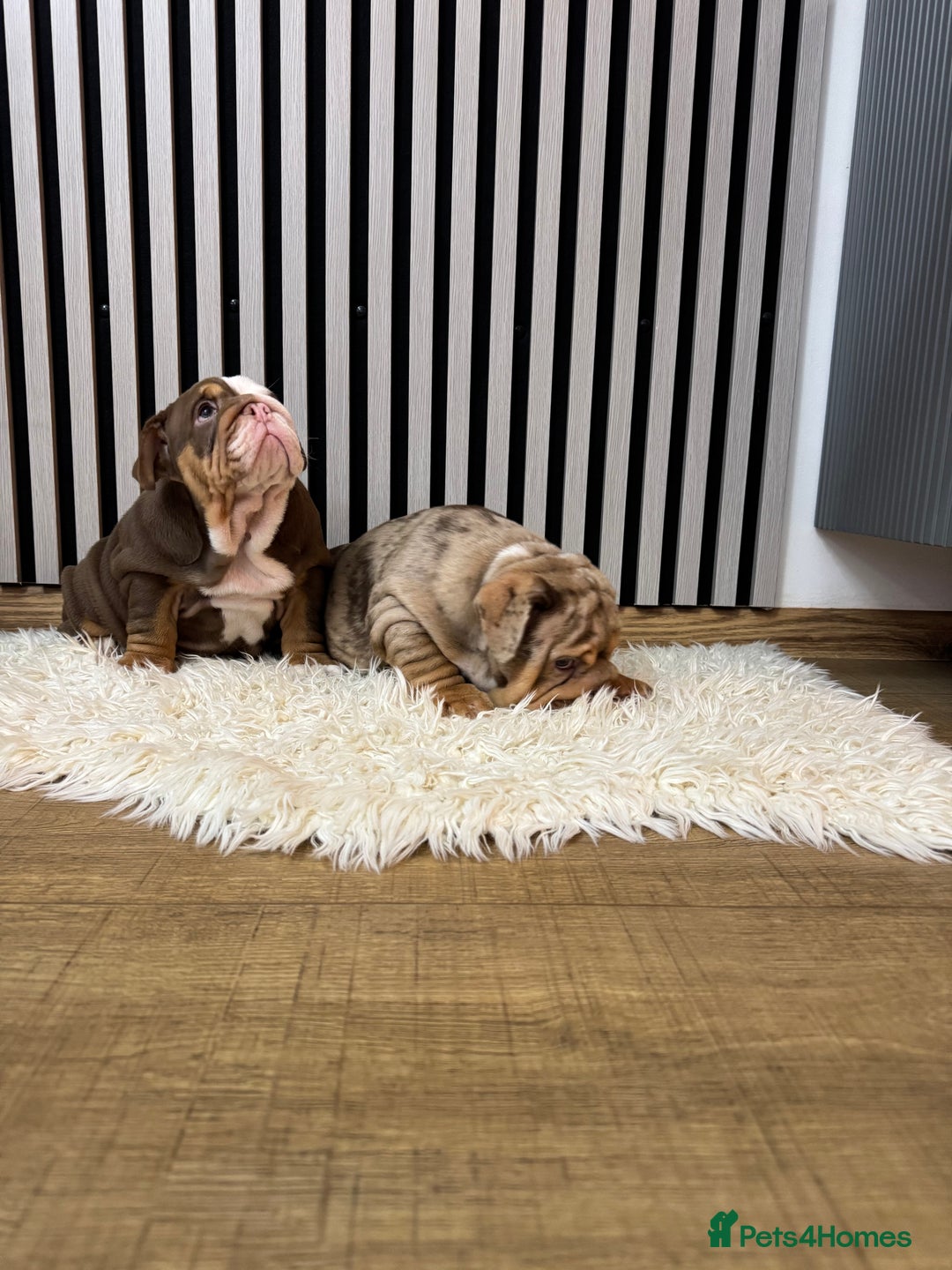 English Bulldog dogs for sale: Our girls looking for a warm sofa and full love ❤️ - Advert 22