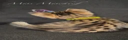 Savannah cats for sale: Exceptional Quality Tica Regist. Savannah kittns - Advert 10