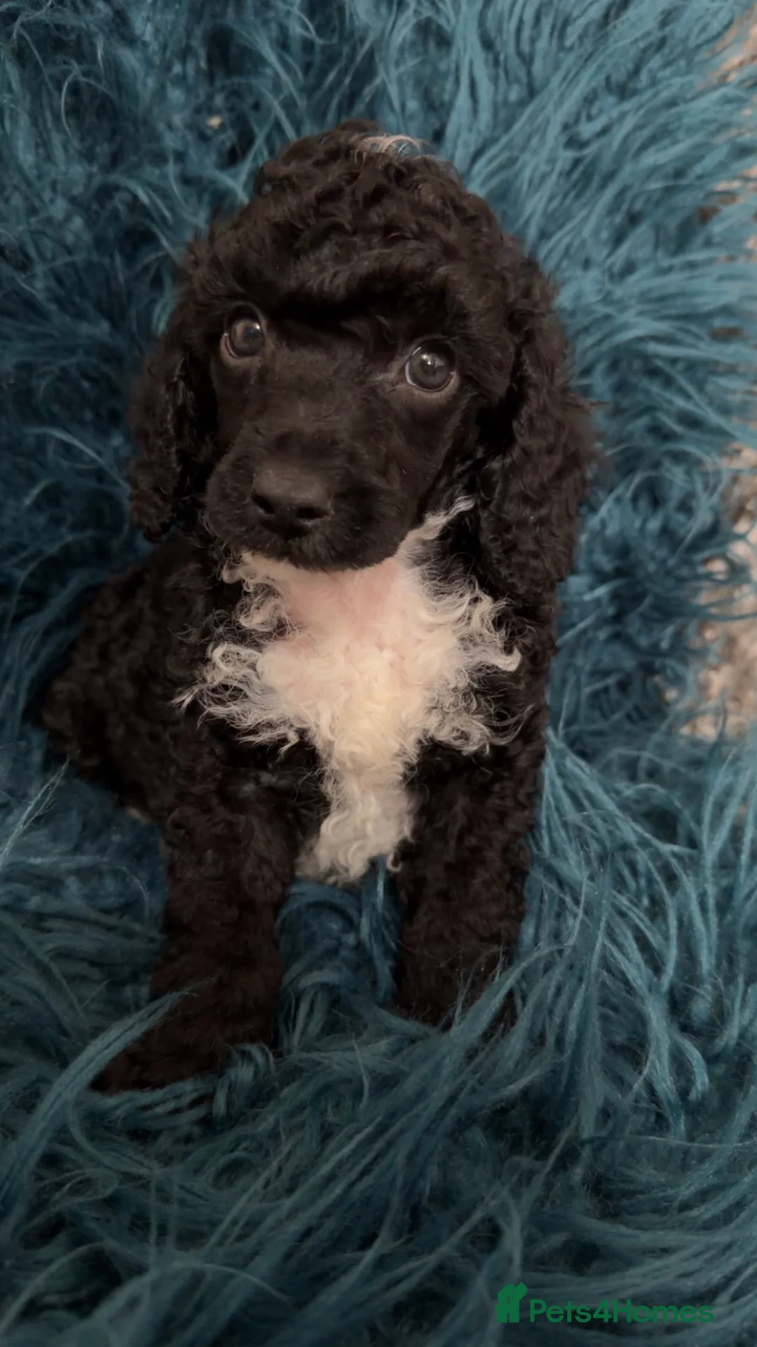 Toy Poodle dogs for sale: 1 black and white boy toy poodle  - Advert 4