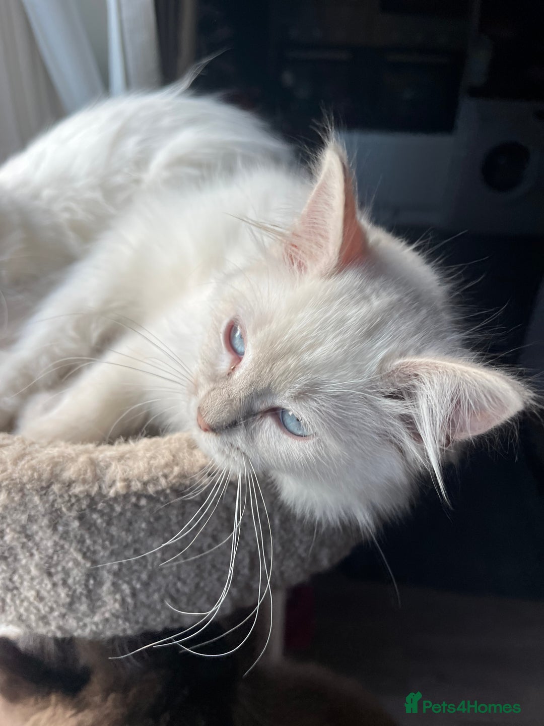 Ragdoll cats for sale: Gorgeous Tica Cherubim ragdoll kittens  - Advert 4