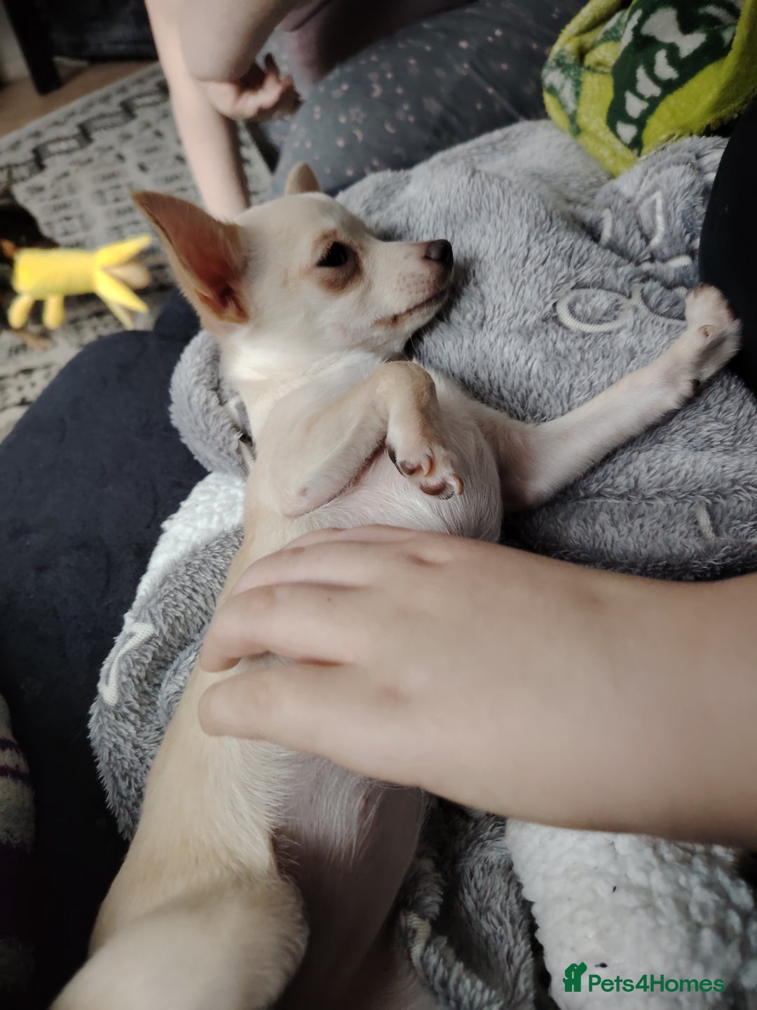 Chihuahua dogs for sale: Deer head chihuahua  - Advert 5