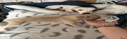 Whippet dogs for sale: Amazing whippet puppies  - Advert 18