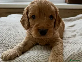 Cockapoo dogs Stunning cockapoo pups! - Advert 13