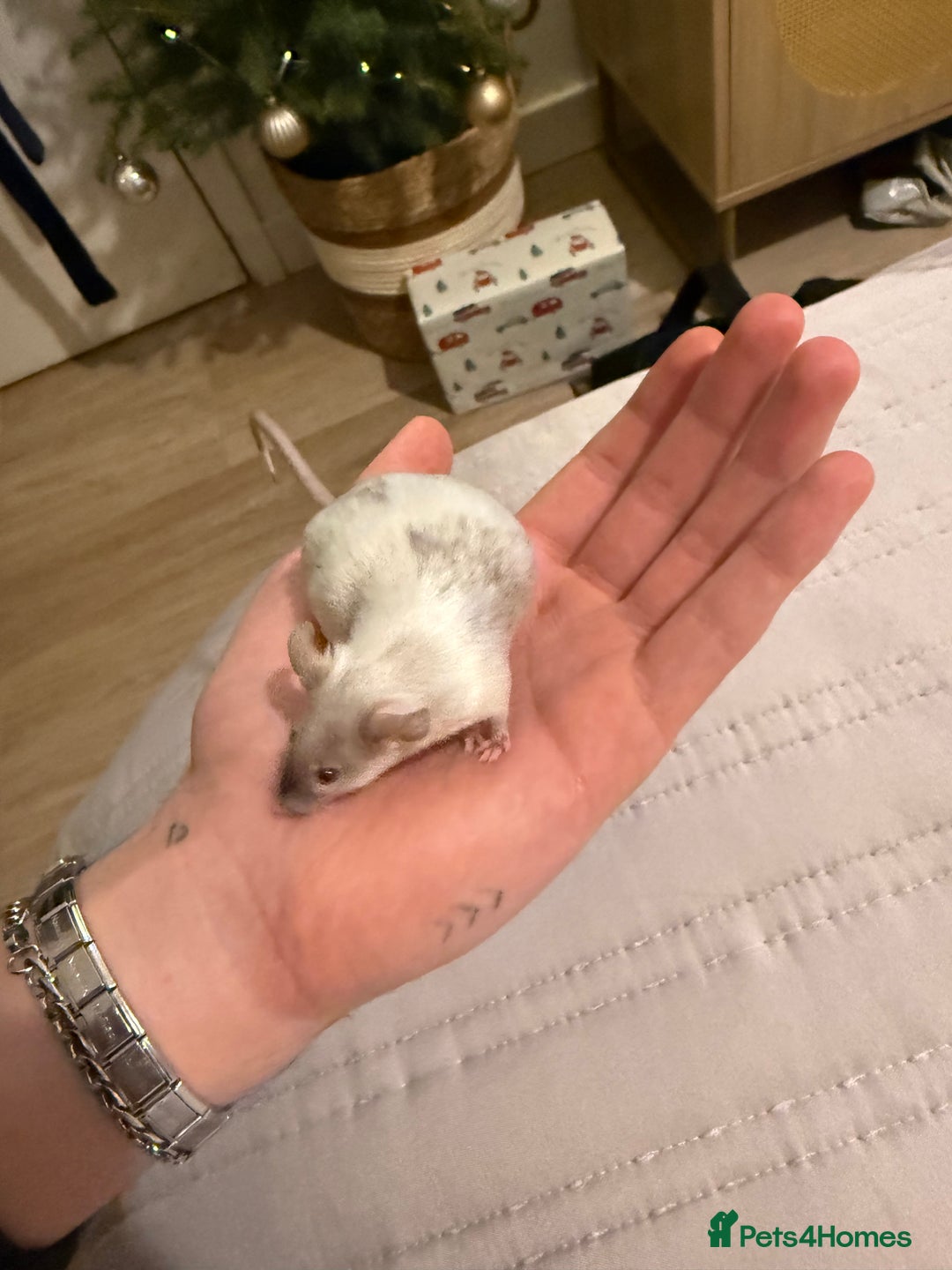 Mouse rodents for sale: Baby mice - more due  - Advert 2