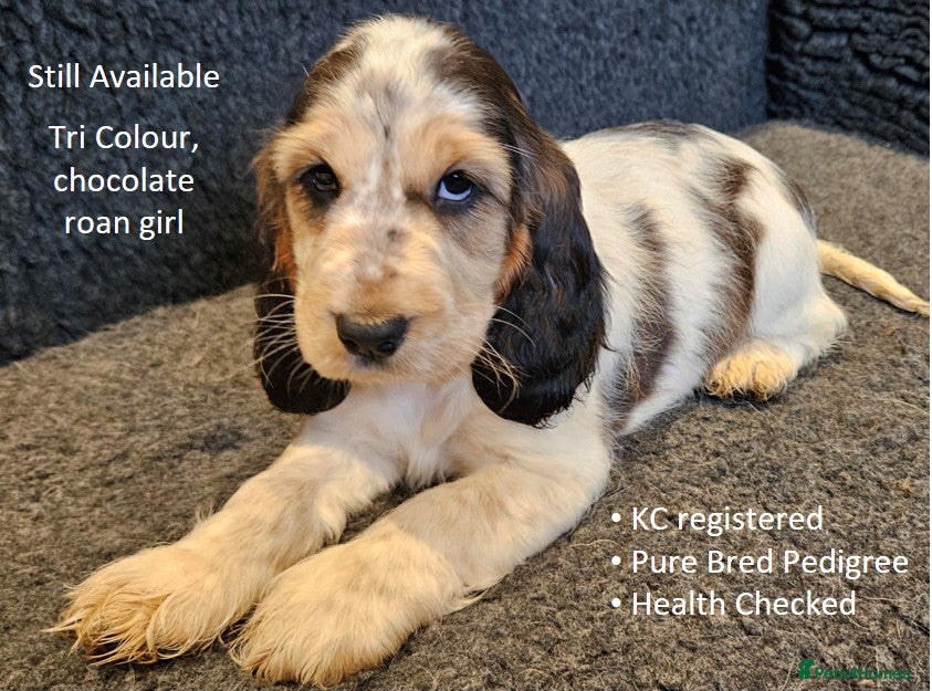 Cocker Spaniel dogs Stunning Show Cockers. Health Tested/KC Registered - Advert 17