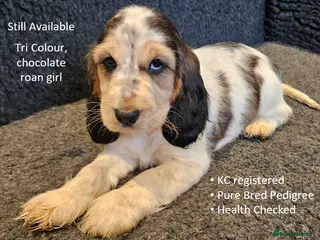 Cocker Spaniel dogs Stunning Show Cockers. Health Tested/KC Registered - Advert 17
