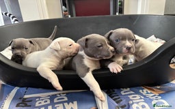 Staffordshire Bull Terrier dogs for sale: Blue k.c registered puppies - Image 3