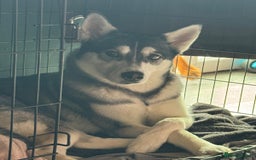 Siberian Husky dogs for sale: Female husky  - Image 1