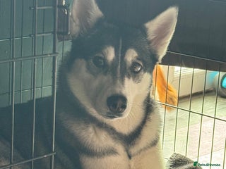 Siberian Husky dogs - Advert 1