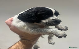 Sprocker dogs for sale: F3 high quality Sprocker’s, strong genes 5 weeks - Image 3