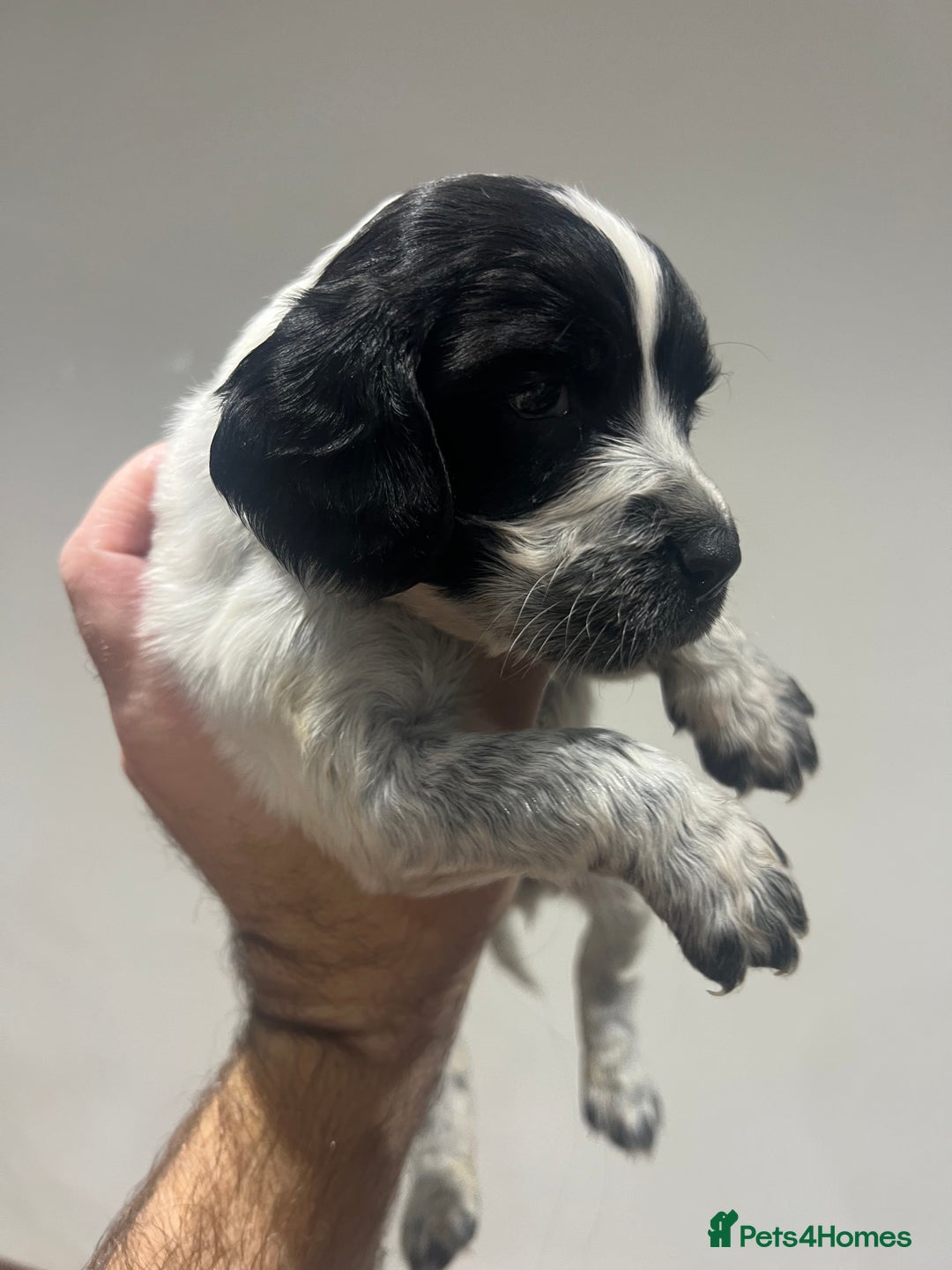 Sprocker dogs for sale: F3 high quality Sprocker’s, strong genes 5 weeks - Image 3