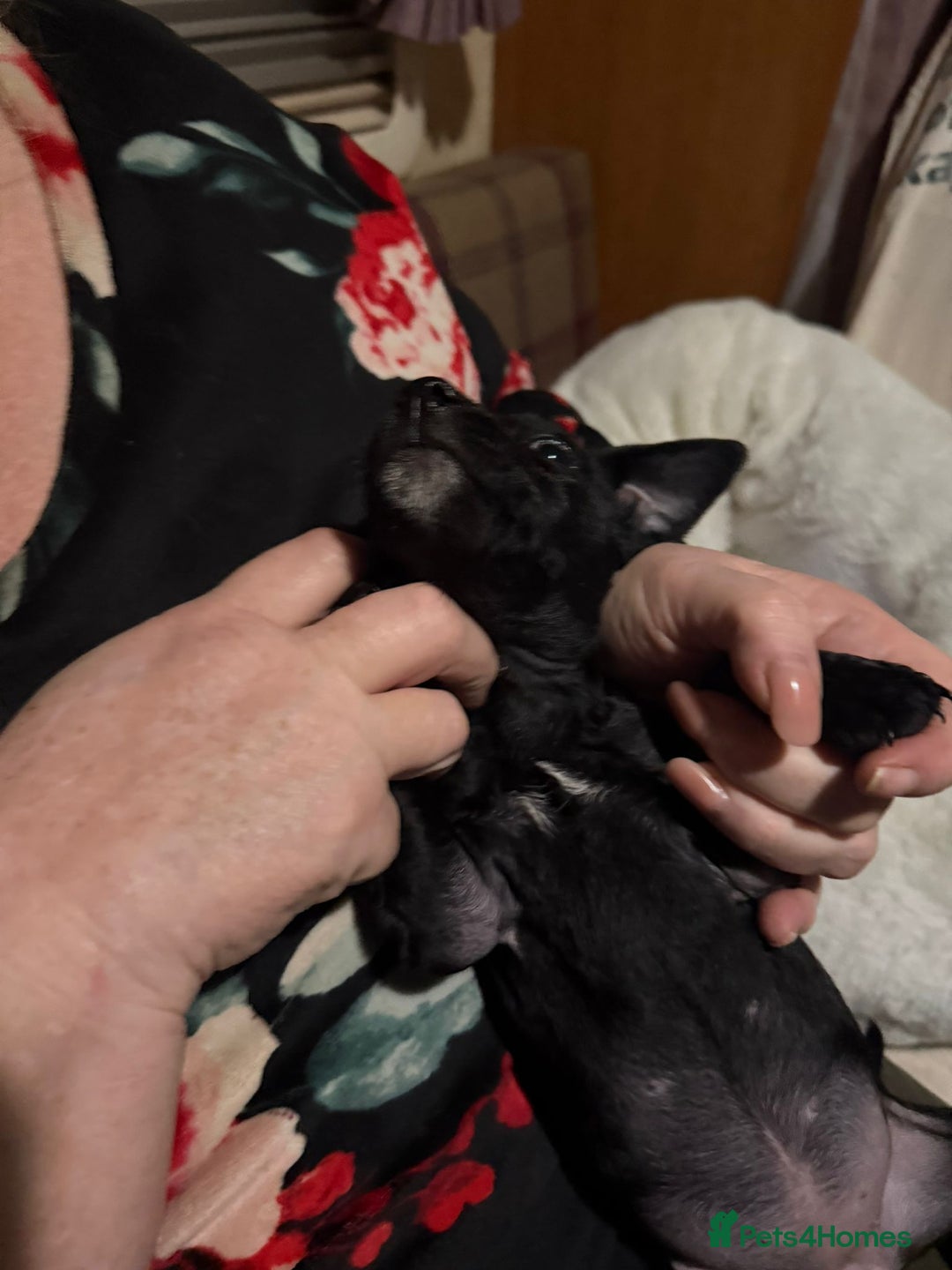 Patterdale Terrier dogs for sale: Super cute little girl, ready for forever home - Advert 9