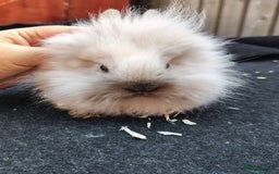 Lionhead rabbits for sale: Mini lop female  - Image 2