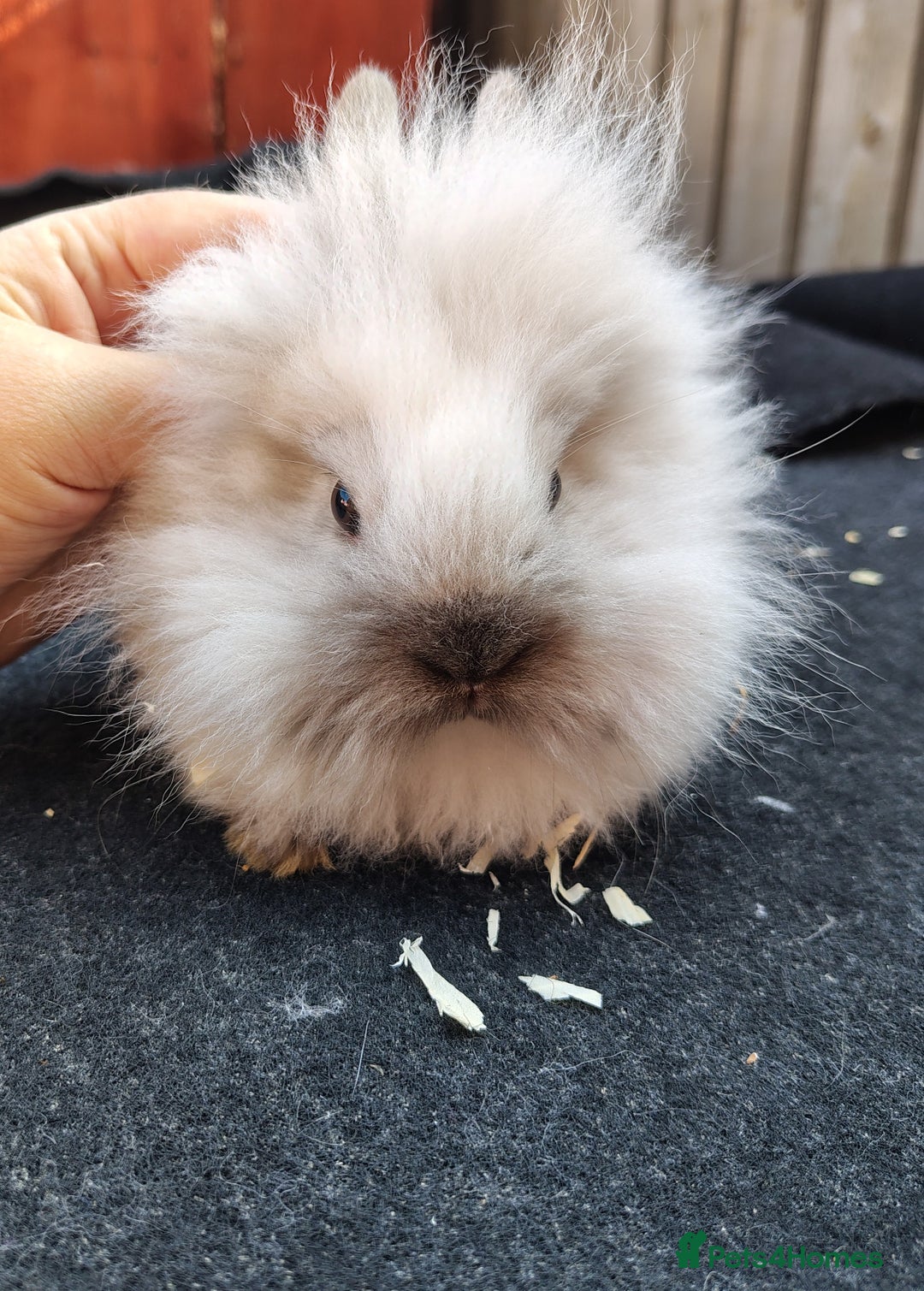 Lionhead rabbits for sale: Mini lop female  - Image 2