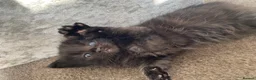 Mixed Breed cats for sale: Beautiful 1/2 Russian Blue kittens🐈‍⬛ Forever🏠 - Advert 2