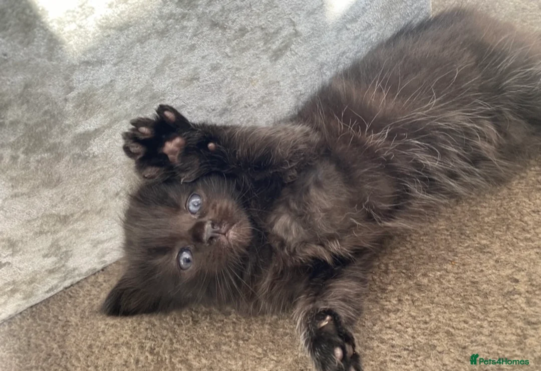 Mixed Breed cats for sale: Beautiful 1/2 Russian Blue kittens🐈‍⬛ Forever🏠 - Advert 2