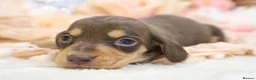 Miniature Dachshund dogs for sale: KC Miniature Dachshund Puppies - Advert 25