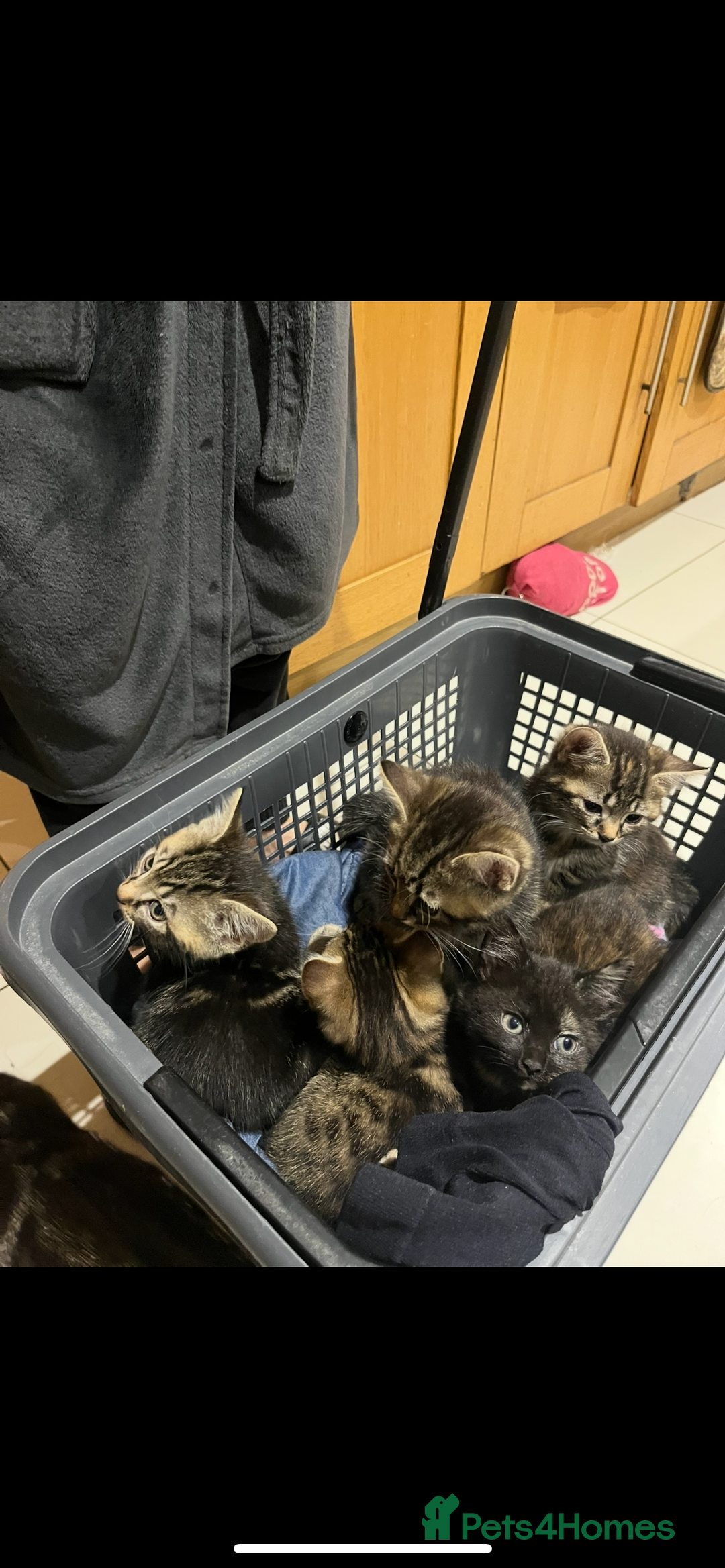 Mixed Breed cats for sale: 5 Adorable Mixed Breed Kittens - Image 38