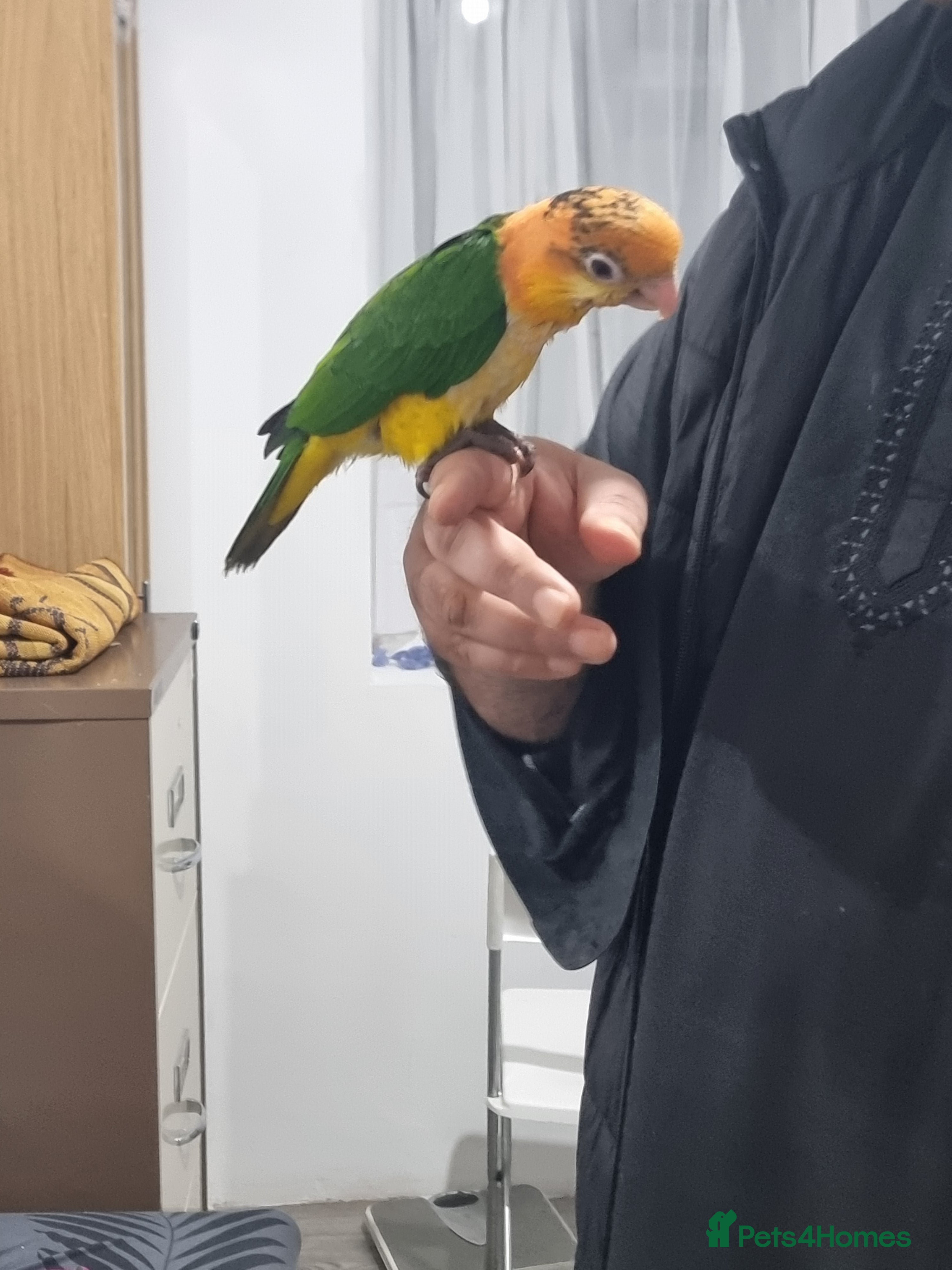 Parrots birds Baby handreared yellow thigh caique parrot superta - Advert 1