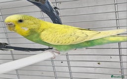 Budgerigars birds for sale: Budgies available for new homes - Image 7