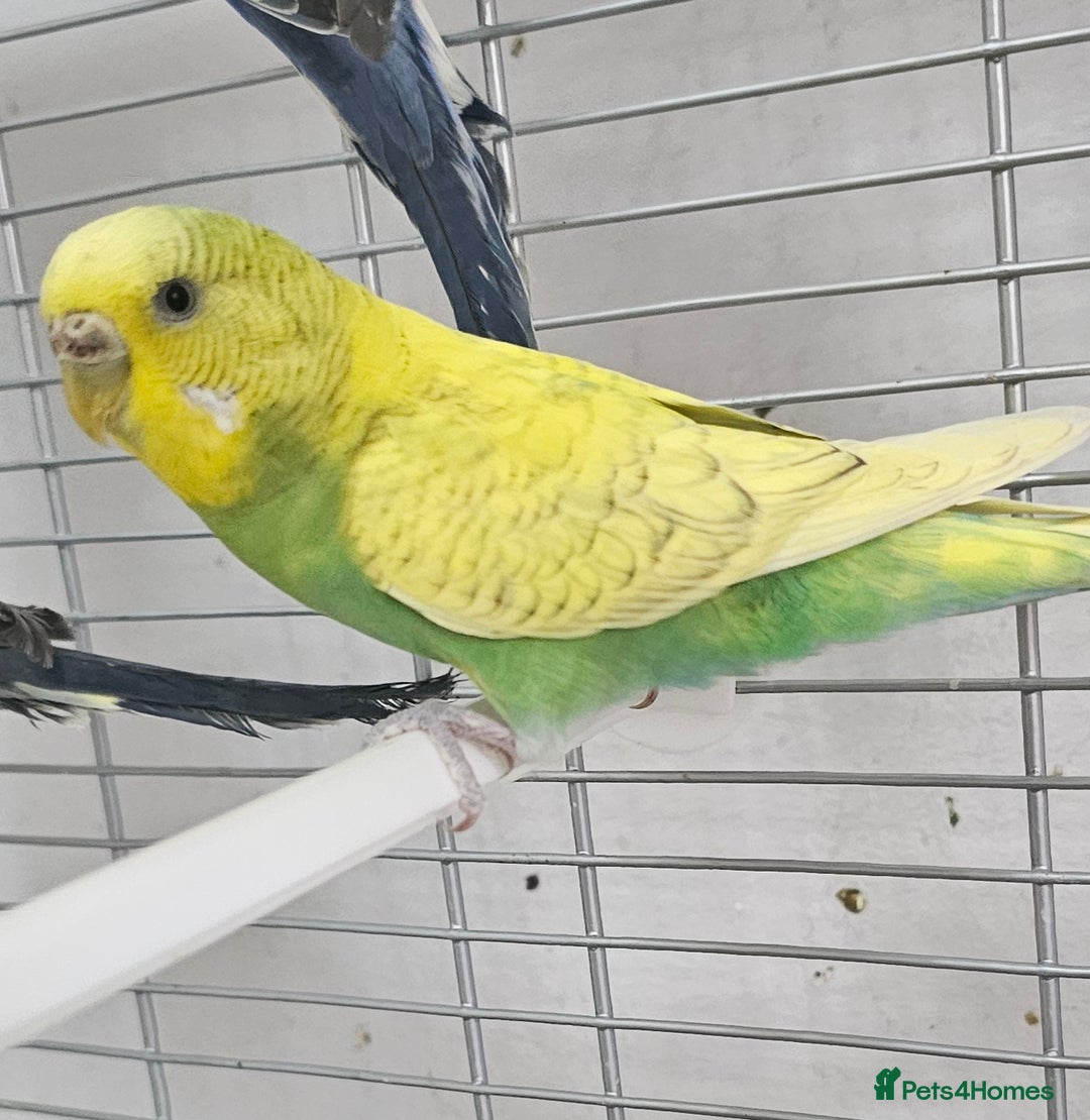 Budgerigars birds for sale: Budgies available for new homes - Image 7