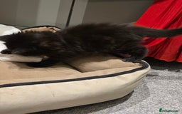 British Longhair cats for sale: 7 kittens boys and girls. British longhair cross  - Image 6