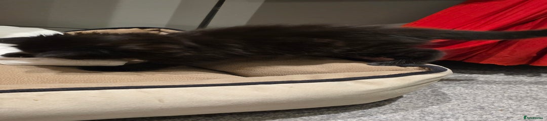 British Longhair Kitten 3