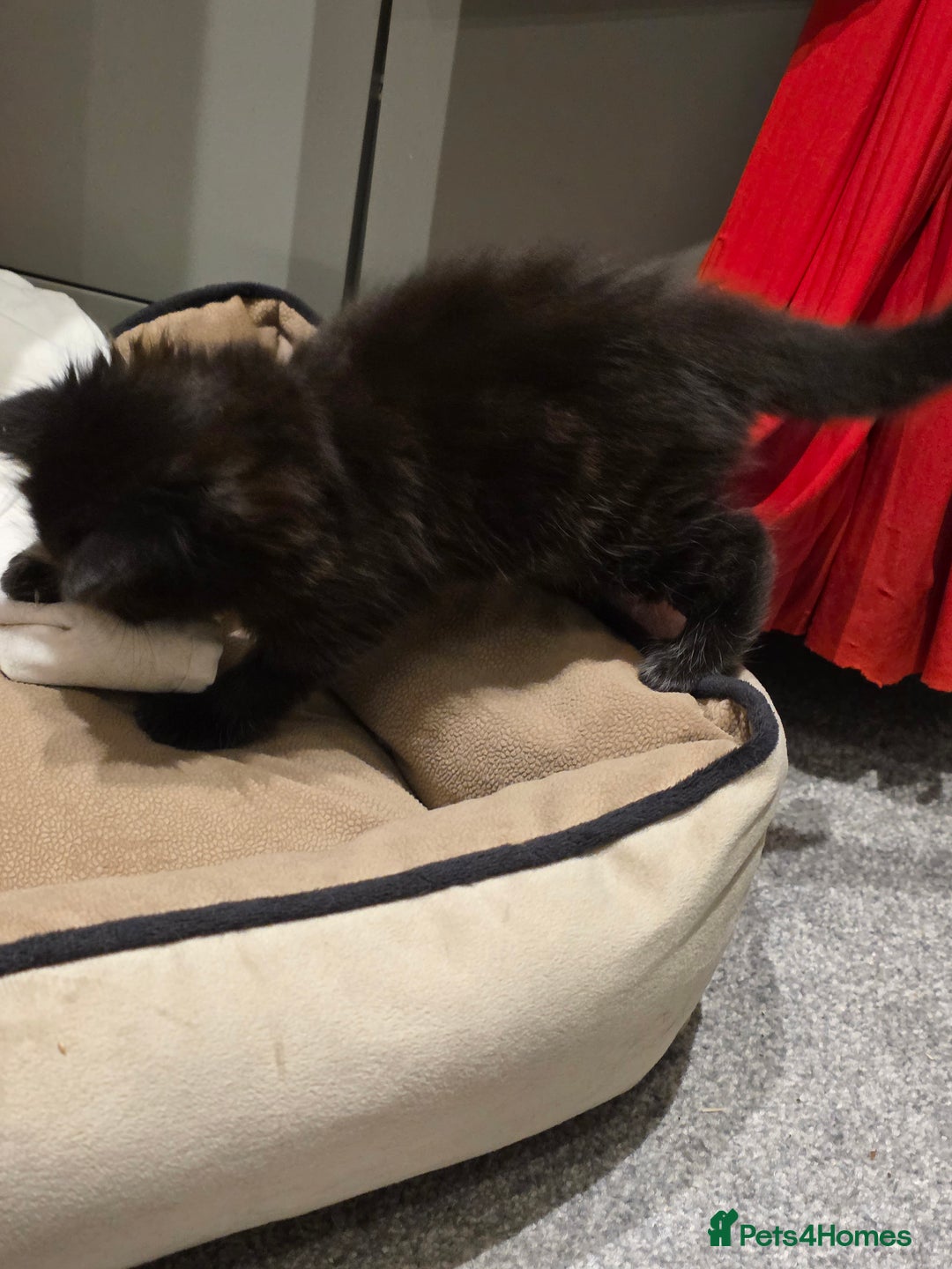 British Longhair cats for sale: 7 kittens boys and girls. British longhair cross  - Image 6