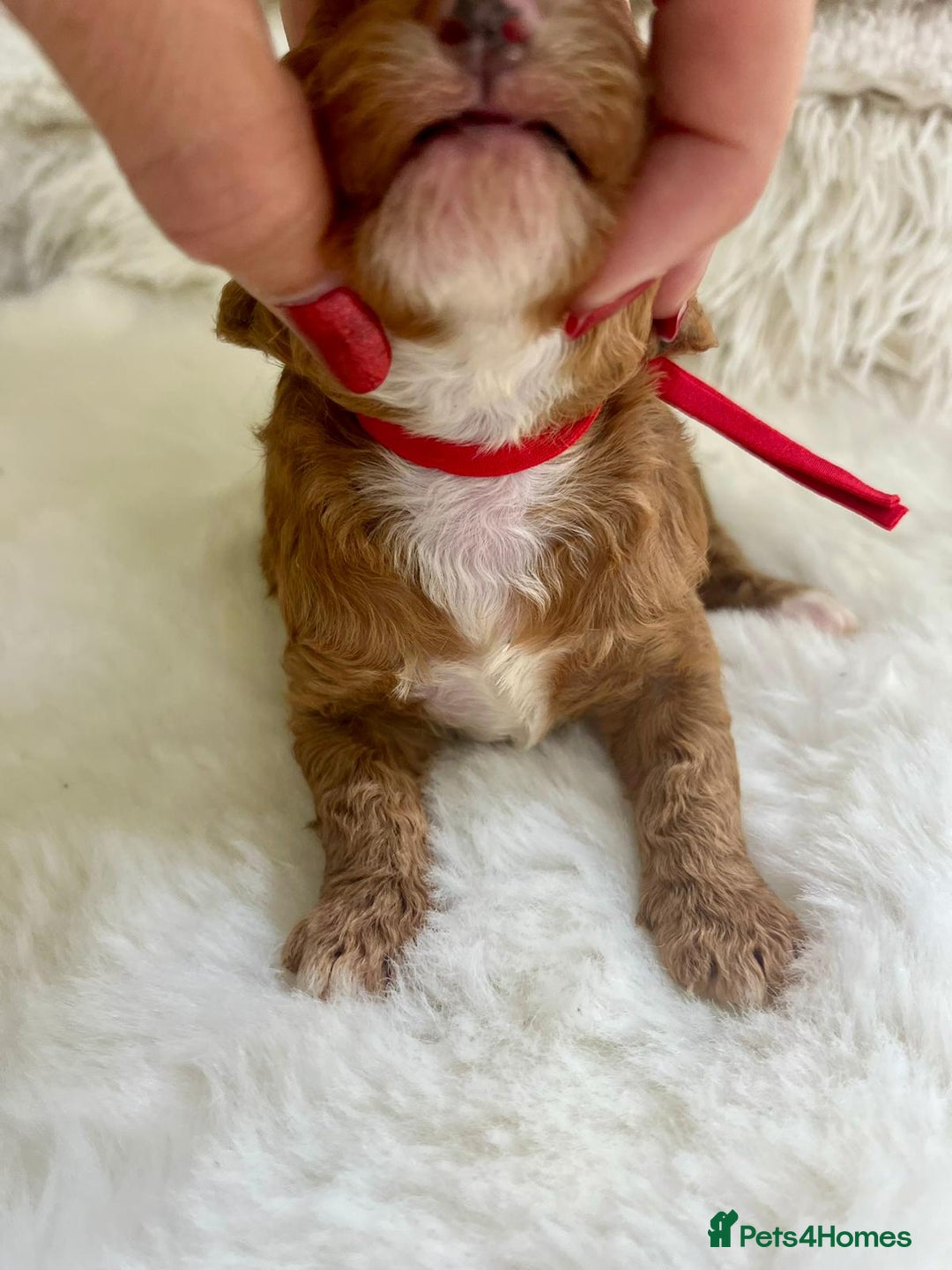 Cavapoo dogs for sale: Top Quality extensively tested F1b Toy cavapoo’s  - Image 13