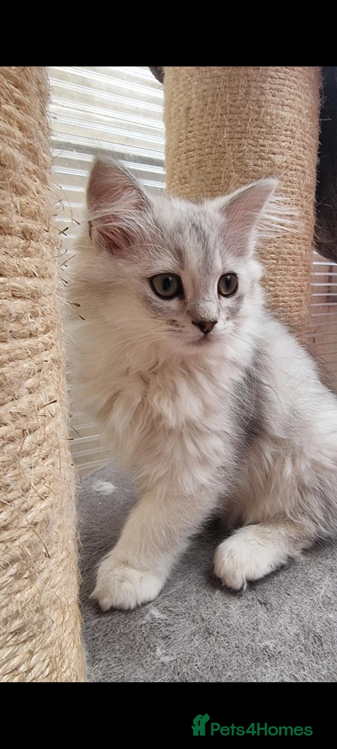 Persian cats for sale:  Boy and Girl pair to go together - Image 3