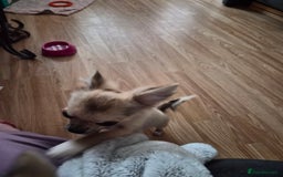 Chihuahua dogs for sale: Long haired chihuahua  - Image 9