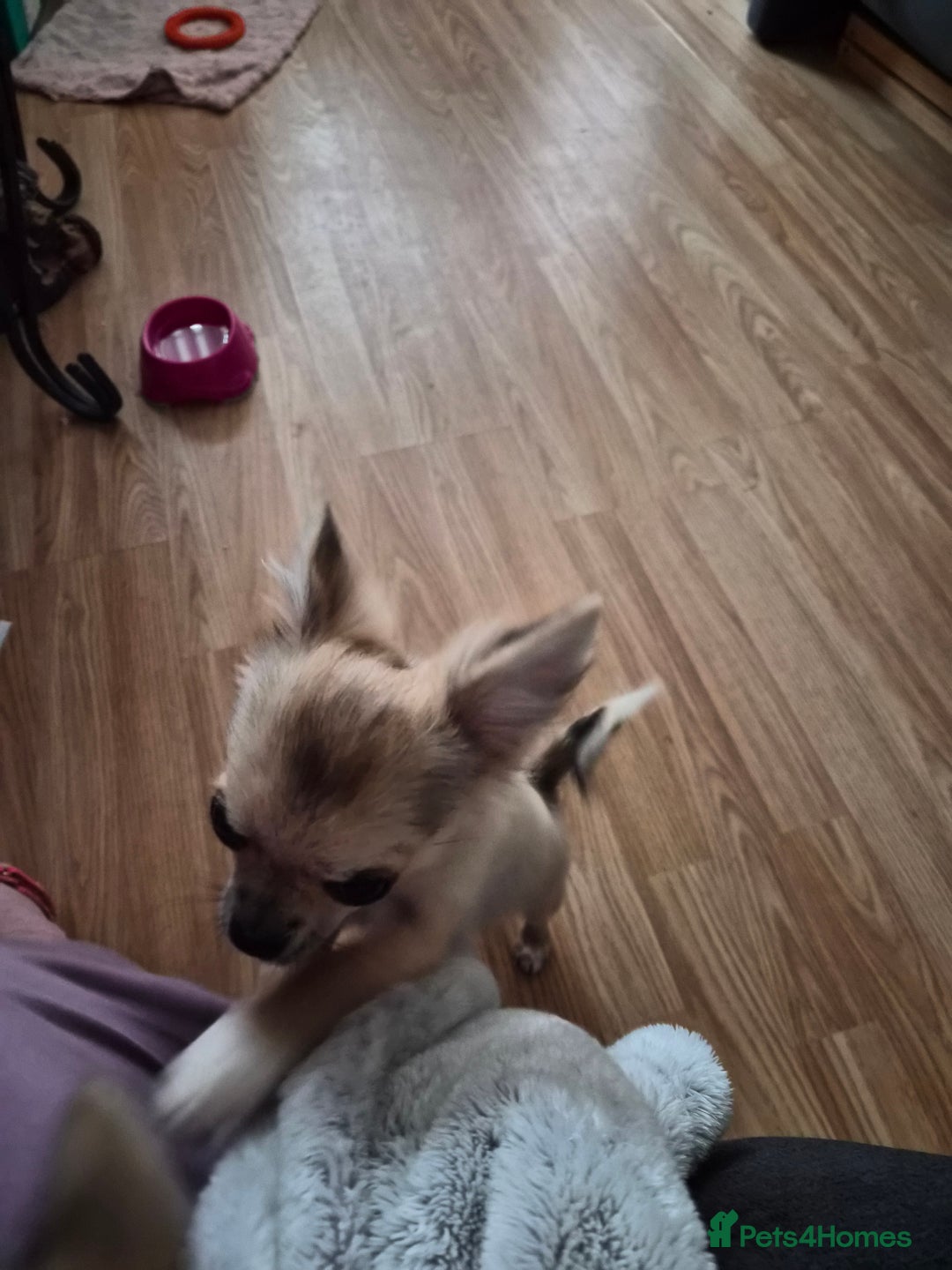 Chihuahua dogs for sale: Long haired chihuahua  - Image 9