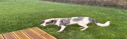 Mixed Breed dogs for sale: Moose - Advert 3