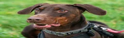 Dobermann dogs for sale: CH & Sport- KC Reg - FULLY HEALTH & Heart - Advert 4