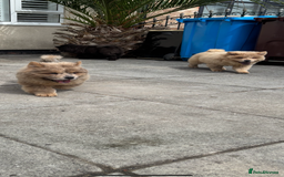 Chow Chow dogs for sale: 2 Beautiful Male Chow Chow Puppies for sale  - Image 15