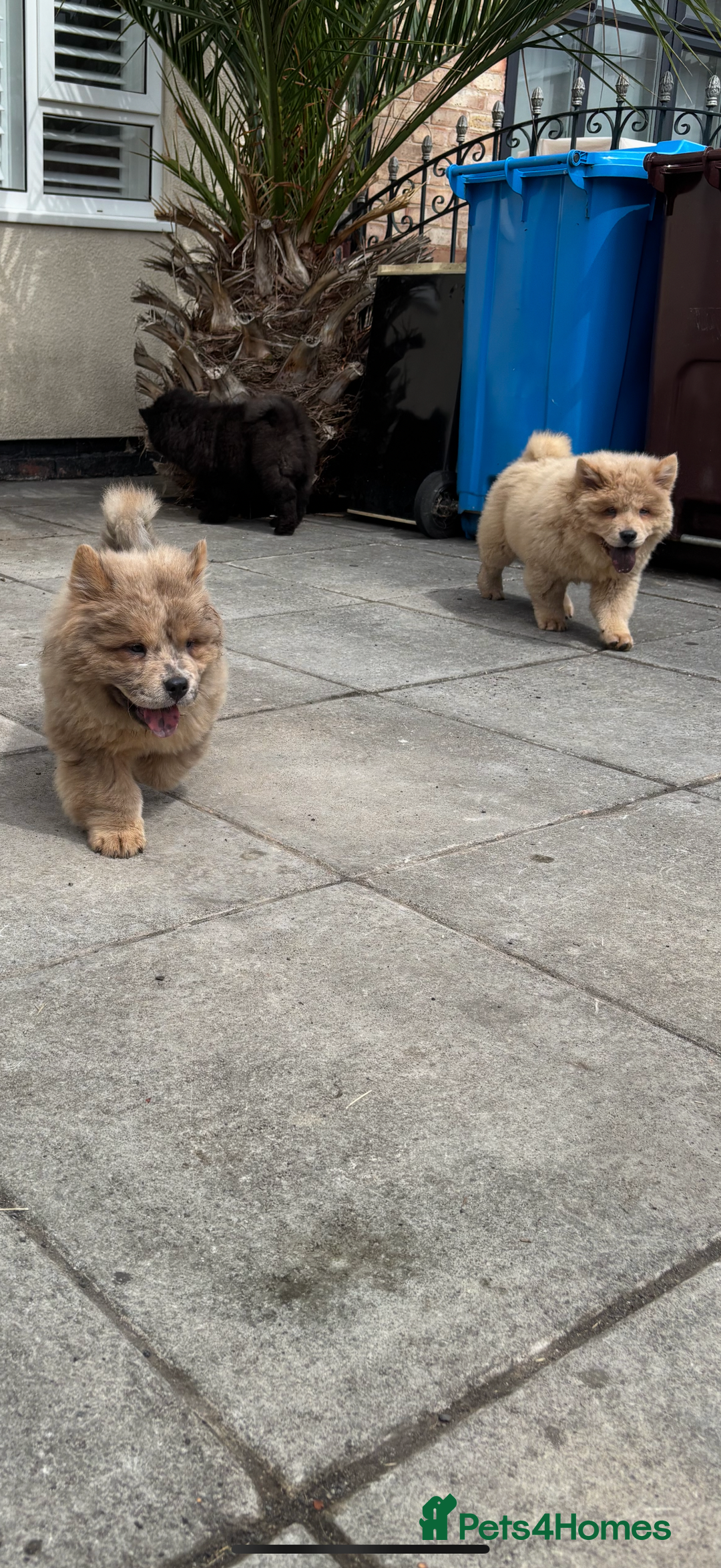 Chow Chow dogs for sale: 2 Beautiful Male Chow Chow Puppies for sale  - Image 15