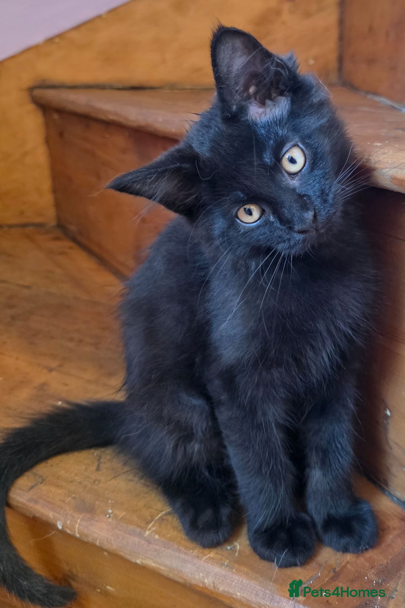Maine Coon cats Pedigree Pure TICA Registered Maine Coon Kittens - Advert 1