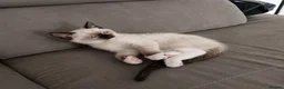 Siamese cats for sale: TWO SIAMESE GIRLS LEFT - Advert 1