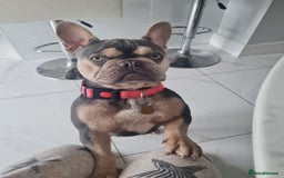French Bulldog dogs for sale: French Bulldog puppies - Image 6