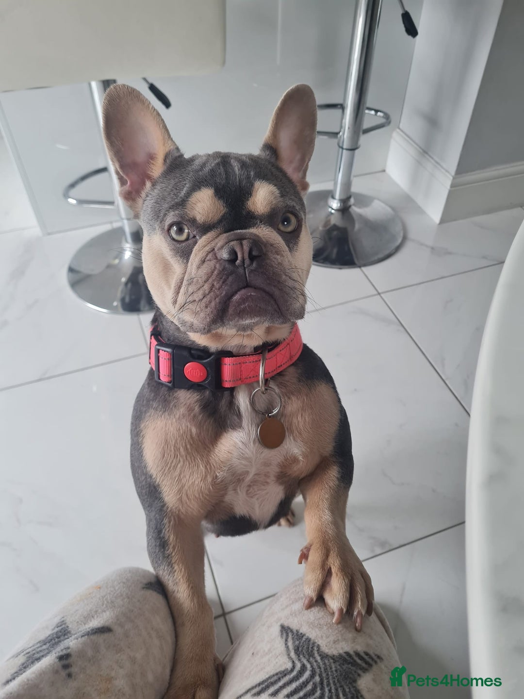 French Bulldog dogs for sale: French Bulldog puppies - Image 6