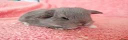 Mini Lop rabbits for sale: Baby mini lops for sale  - Advert 6