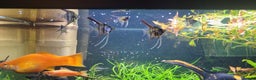 Angelfish fish for sale: Stunning stripes Angel Fish - Advert 21