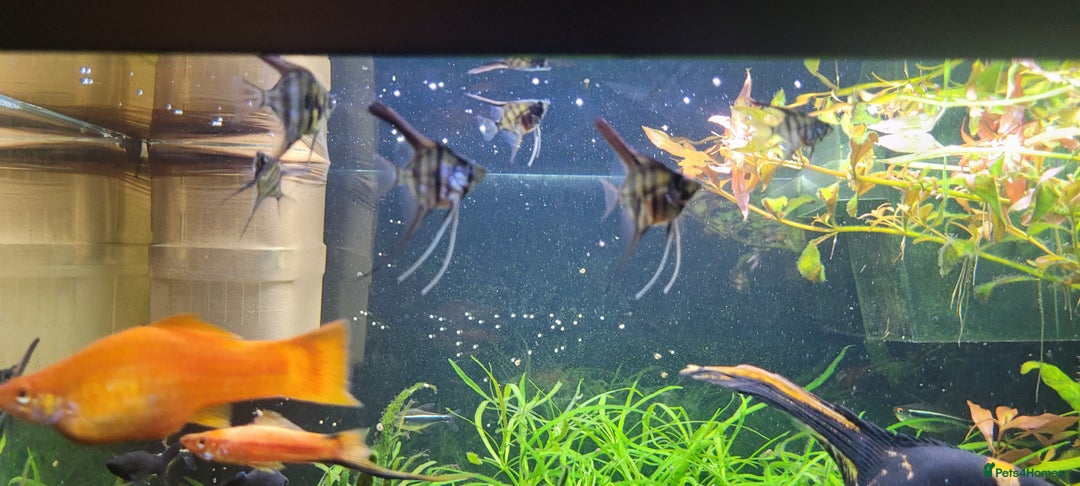 Angelfish fish for sale: Stunning stripes Angel Fish - Advert 21