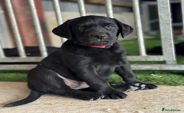 Labrador Retriever dogs - Advert 1