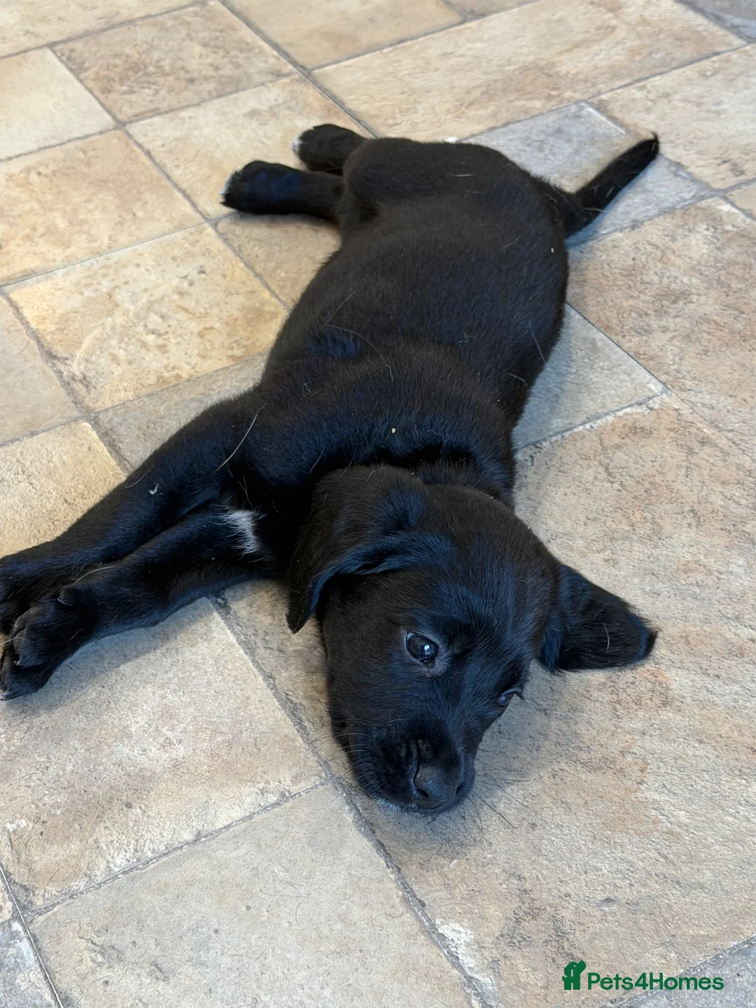 Cockerdor dogs for sale: 🐾 Gorgeous Cockerdor Puppies 🐾 - Advert 2