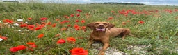 Hungarian Vizsla dogs for sale: KC registered Hungarian Viszla puppies - Advert 14