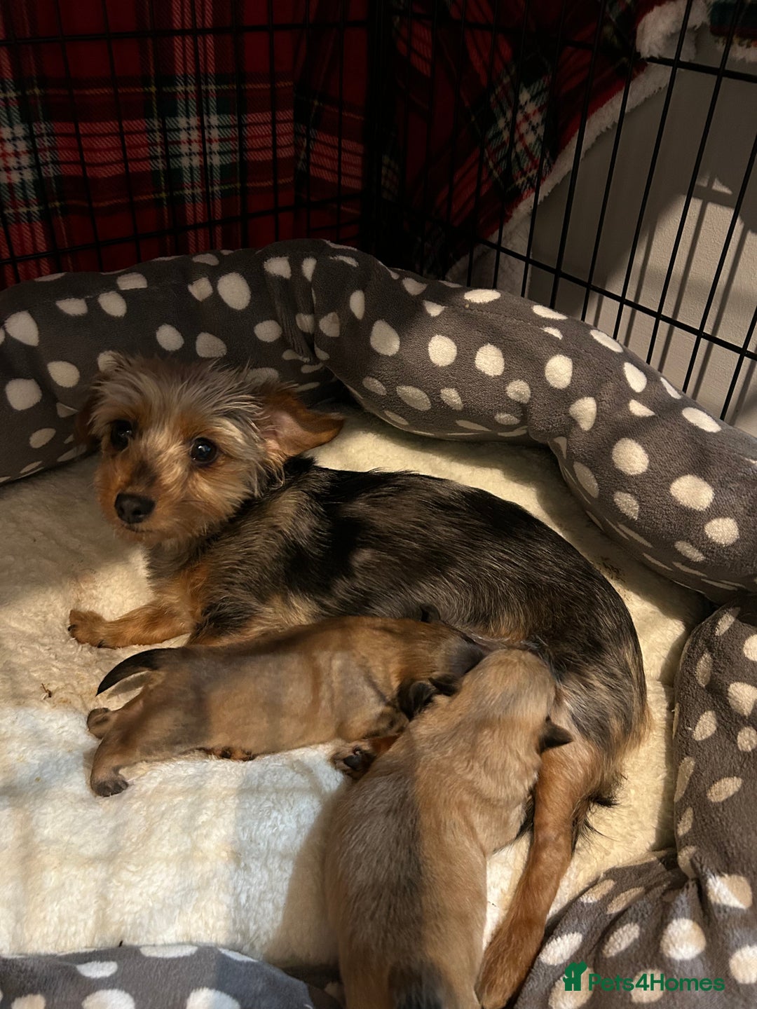 Mixed Breed dogs for sale: X2 Dauchshund/ Pomeranian pups - Image 15