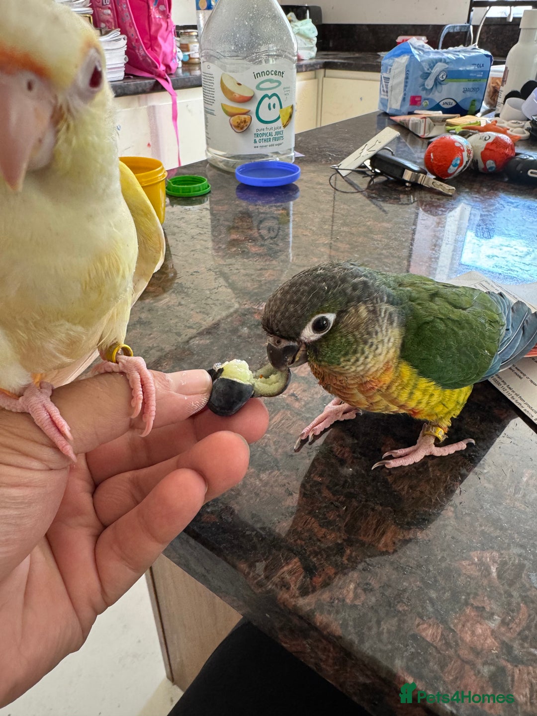 Conures birds for sale: Hand Reared Tame baby conures  - Image 10