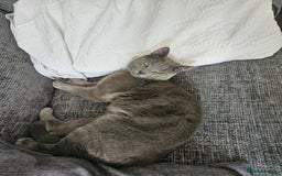 Russian Blue cats for sale: 2 beautiful grey cats - Image 4